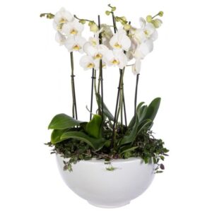 Hvit orkide med hvit bakgrunn